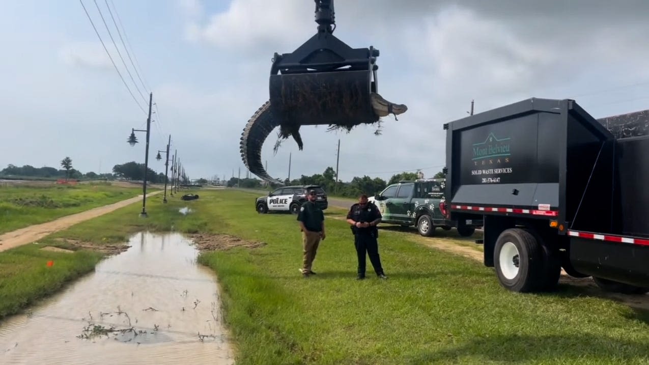 Watch as huge, 12-foot alligator dangles from grip of grapple truck in Texas