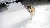 Lack of snow forces U.P. sled dog race to cancel again