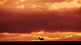 Massive calving of Tibetan antelope well guarded on ‘roof of world’