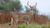 Nearly 250 'Zombie' Deer Killed in Largest Outbreak in Texas History