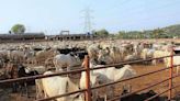 Vet varsity organises discussion on feed formulation for cattle