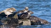 Once near extinction, gray seals are a frequent sight in Delaware Bay