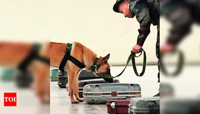 Training of 12 Wildlife Sniffer Dog Squads for 7 Months to Curb Poaching and Illicit Trade | Nagpur News - Times of India