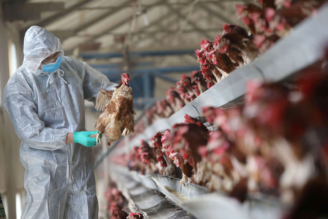Brazil halts some poultry exports after Newcastle disease case - BusinessWorld Online