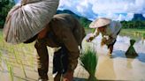 How arsenic-polluted water is turning rice into a toxic staple