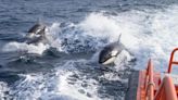 Confirmaron el motivo de las violentas reacciones de las orcas a los barcos - Diario Hoy En la noticia