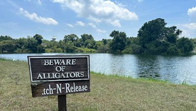 The Hilton Head area has had 7 alligator attacks in 6 years. Here are the details