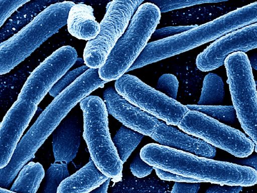 Hunt for source of E. coli outbreak in food chain after 37 people hospitalised