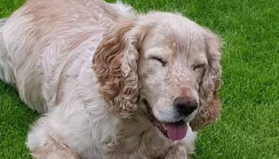 Councillor's dog to be destroyed after attack on cocker spaniel