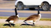 Six geese a strollin': Gaggle stops traffic in Virginia - TheTrucker.com