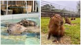 【全台水豚景點推薦】台北動物園、水豚騎士、埔心牧場、哈比丘茶樹森林、千野村、鹿境...「這地方」還能跟水豚君一起游泳？！