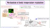 Descubren las neuronas que mantienen en 37º C temperatura corporal mamíferos