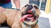 Video of Shelter Dogs Getting Chicken Nugget Treats Is So Full of Joy