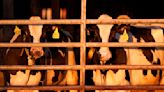 U.S. pledges aid to help contain bird flu on dairy farms