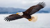 What Is the Spiritual Meaning of Seeing a Bald Eagle?