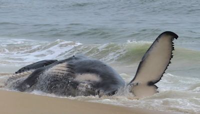 Dead whale in New Jersey had a fractured skull among numerous injuries, experts find