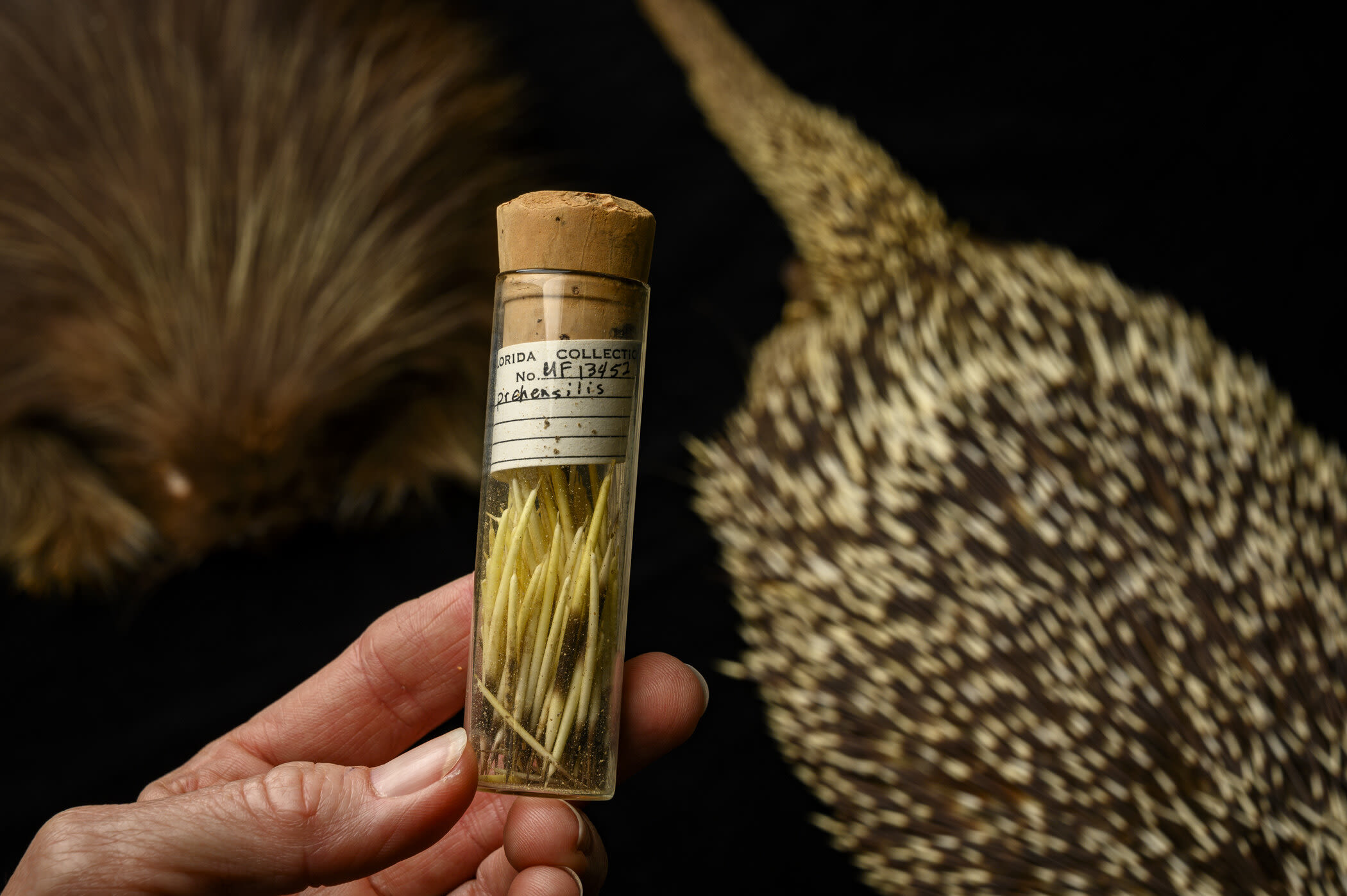 Florida fossil porcupine solves a prickly dilemma 10 million years in the making