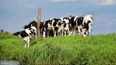 Preguntas y respuestas sobre la gripe aviar H5N1 y su propagación en vacas lecheras