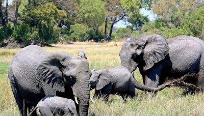 New Mexico woman becomes second American tourist killed by an elephant in Zambia this year