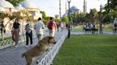 Milhares protestam em Istambul contra plano de abate de cães de rua