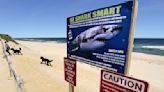 Recent shark attacks are worrying beach-goers. But experts say they're very rare