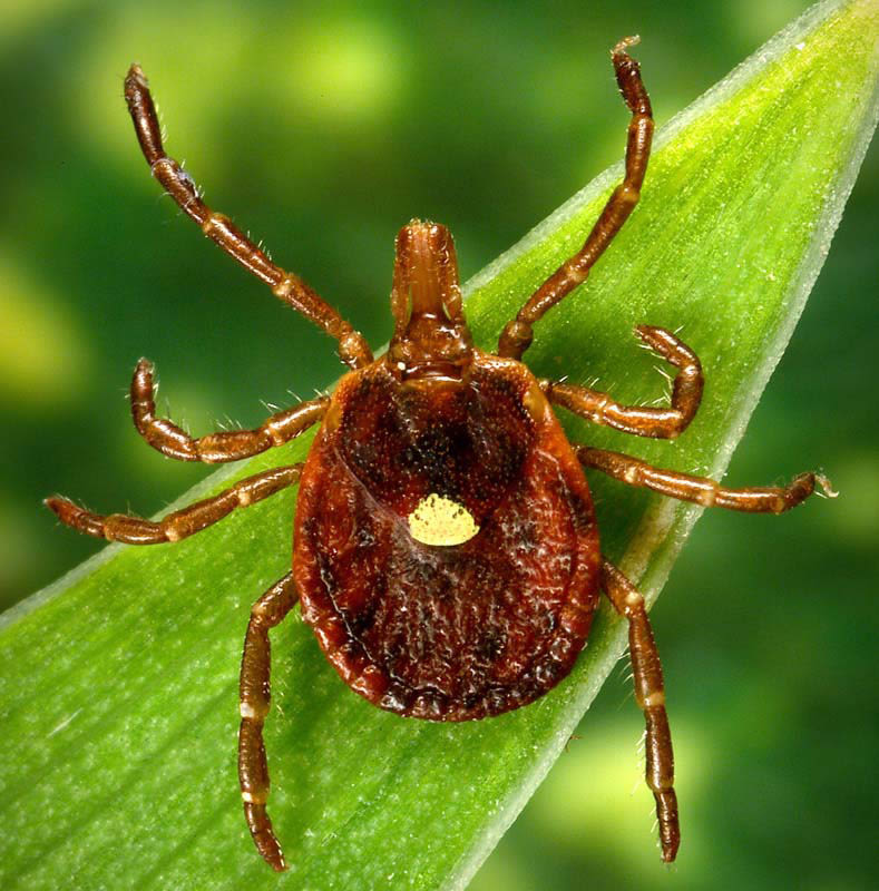 Prevention is the Key to Avoiding Tick Bites - The Martha's Vineyard Times