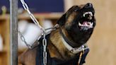 Belgian Malinois are used to attack and terrify prisoners. I volunteered to let one bite me.