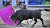 ¿En qué consiste el proyecto de ley que prohíbe corridas de toros en Colombia?