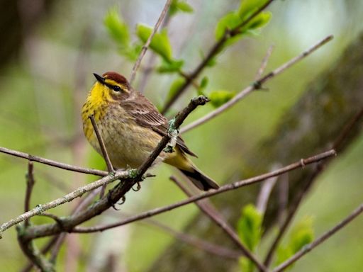 Love, pie, and bipartisanship: Behind the scenes at America’s biggest birding festival