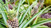 How to Plant and Grow Pineapple