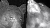 Officials In Colorado Treated To 400 Bear 'Selfies' On Wildlife Camera