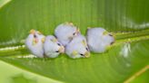 Wildlife Photographer Shares Rare White Honduran Bats and They're Gorgeous