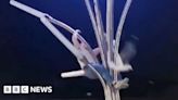 Is it a bird? Glasgow man scales street light to free seagull