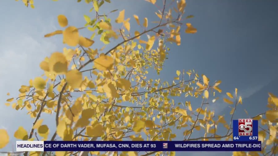 Why do leaves change color in the fall? It’s science, not magic