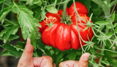 Best homemade fertiliser for tomatoes yields bigger fruit and deters slugs too