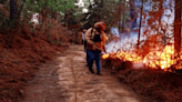 Incendios Forestales: Controlan siniestro en Manzanilla de la Paz