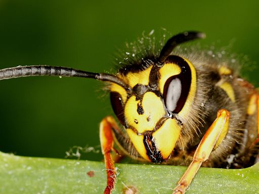 You’re more likely to get stung by a wasp in autumn – here are seven ways to protect yourself