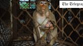 ‘Monkey city’ tattoos and sterilises macaques to end their reign of terror