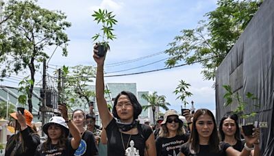 Thai Cannabis Policy U-Turn a ‘Victory’ for People, Key Party Says