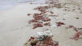 Basura en la orilla de la playa del Cabanyal tras su reapertura