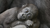 Baby Gorilla Rejected By Mom Is Having 'Positive Interactions' at Cleveland Zoo
