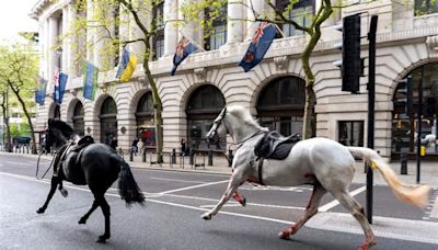 Caballos militares provocan caos en centro de Londres, Inglaterra