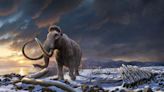 The last woolly mammoths on Earth died from bad luck, not inbreeding