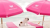 How your dog can get pampered in Miami. Where to stay and where to go with a pet
