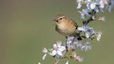 No more birdsong! Moving The Archers! What is Radio 4 playing at?