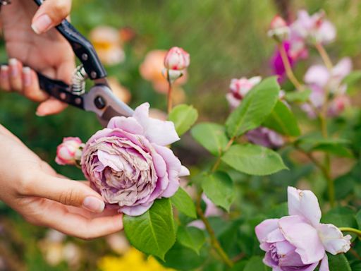 How to Prune Roses So They Keep Growing Beautifully
