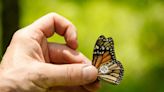 SC naturalist has tagged 53K monarch butterflies. His findings defy what’s commonly known