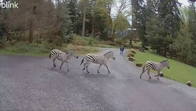Quatro zebras escapam de trailer no meio de estrada e mobilizam população para captura; assista ao vídeo