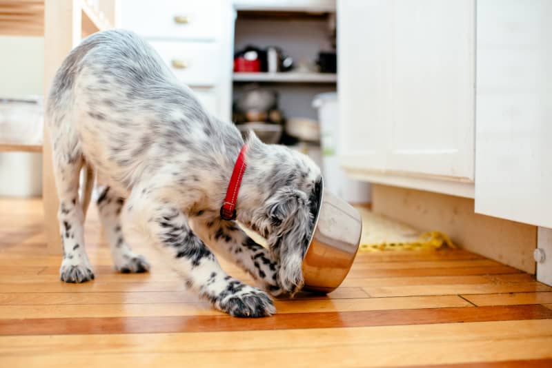 The Best Dog Food for Picky Eaters, According to a Vet