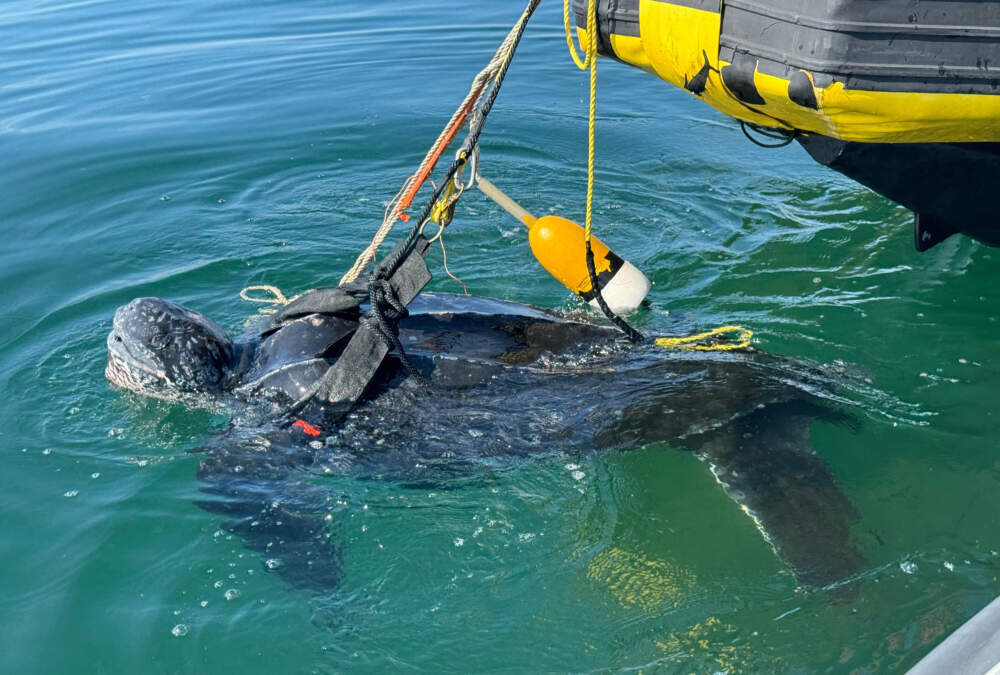Team saves entangled leatherback sea turtle in Cape Cod Bay